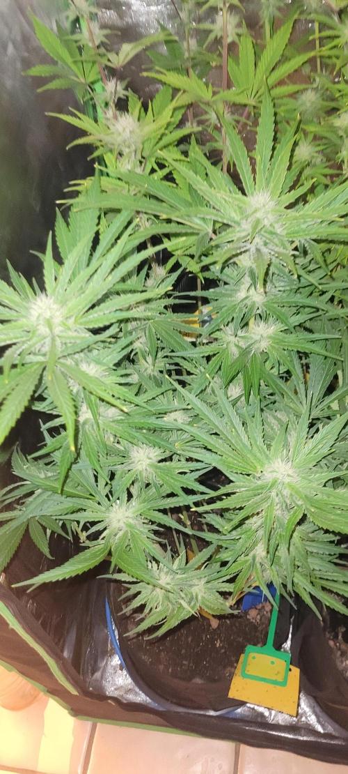 Smells like Terpvana. Week 11