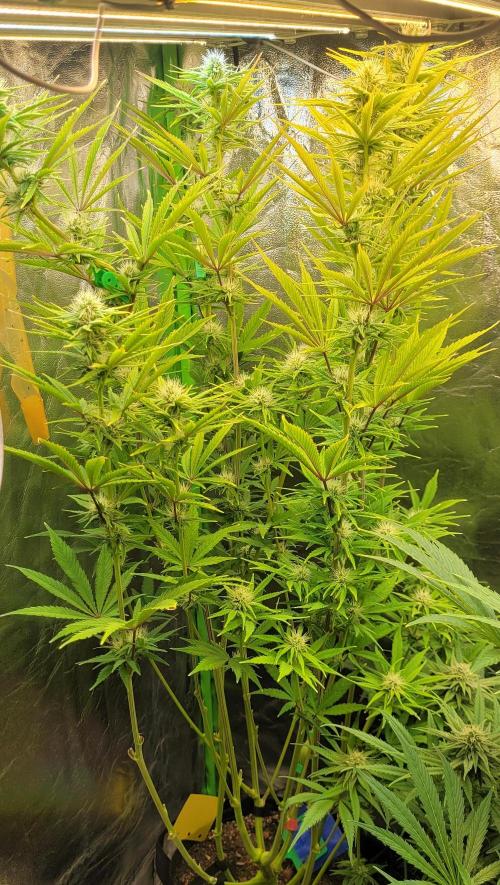 Dexter’s Growbroratory. Week 11 - Dee Dee 