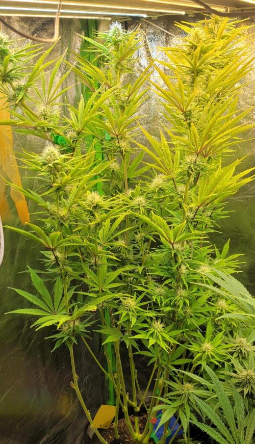 Dexter’s Growbroratory. Week 11 - Dee Dee 