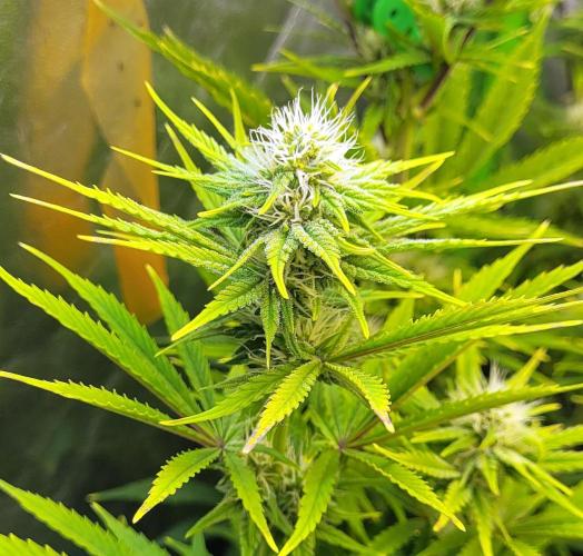 Dexter’s Growbroratory. Week 11 - Dee Dee 