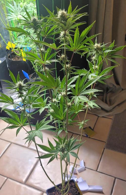 Dexter’s Growbroratory. Week 11 - Dexter