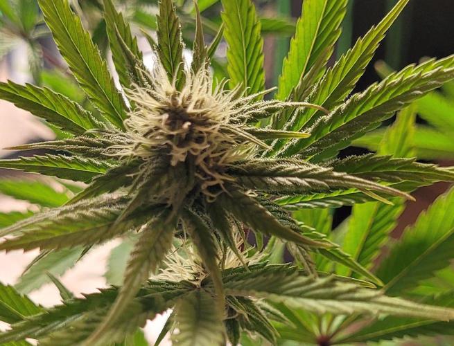 Dexter’s Growbroratory. Week 11 - Dexter