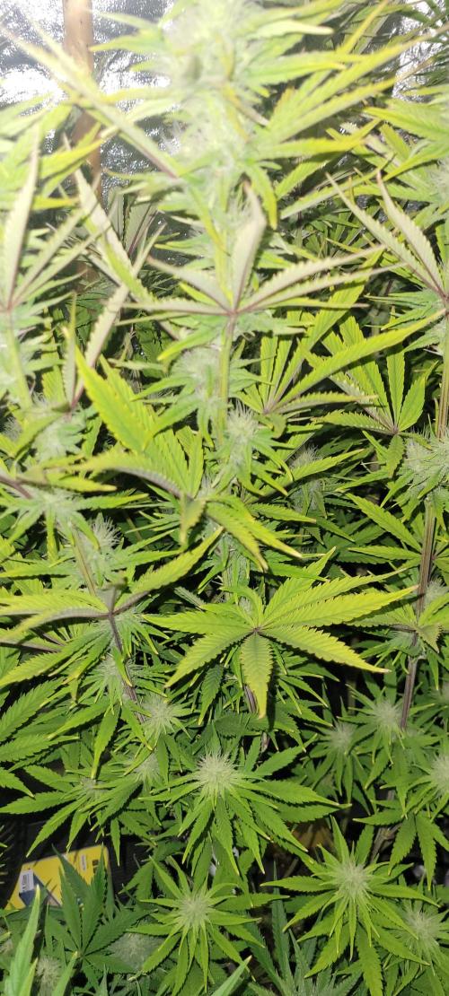 Dexter’s Growbroratory. Week 11 - Dexter