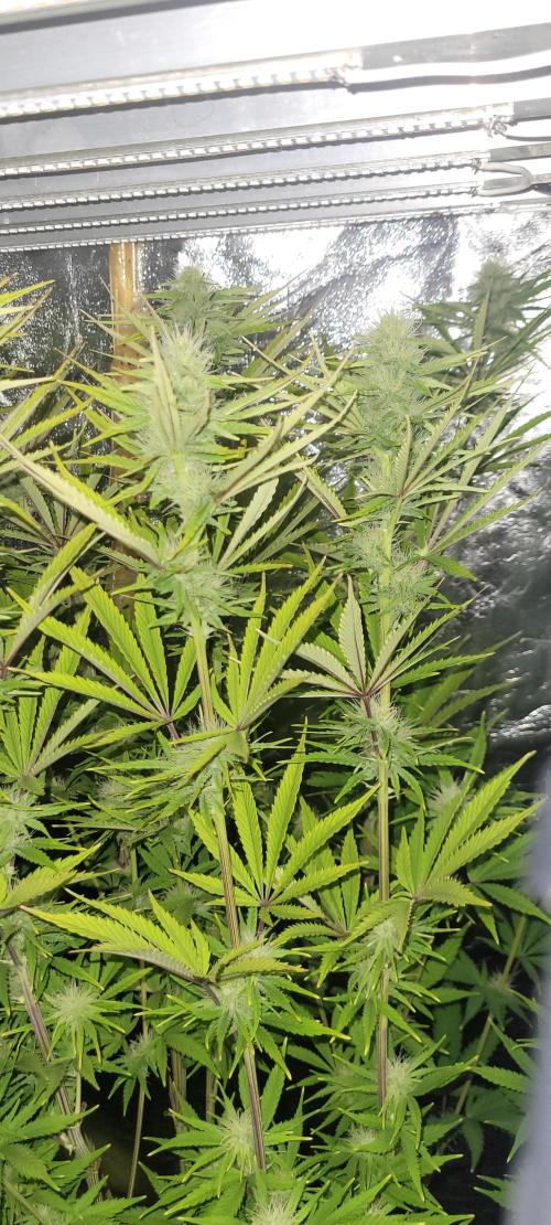 Dexter’s Growbroratory. Week 11 - Dexter