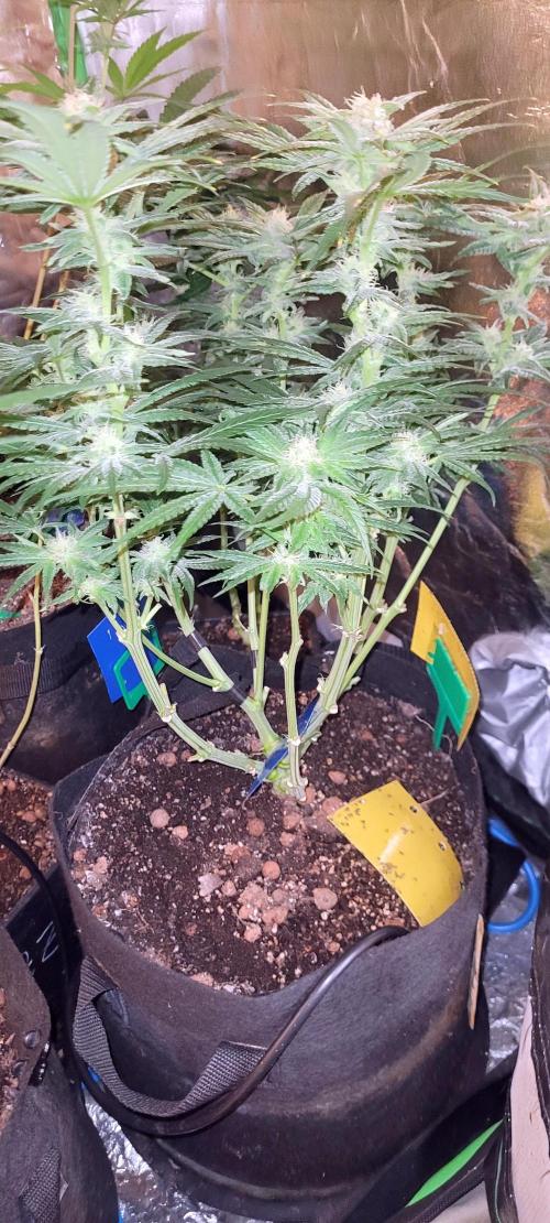 Yellowbeard's Hidden Stash. Week 12