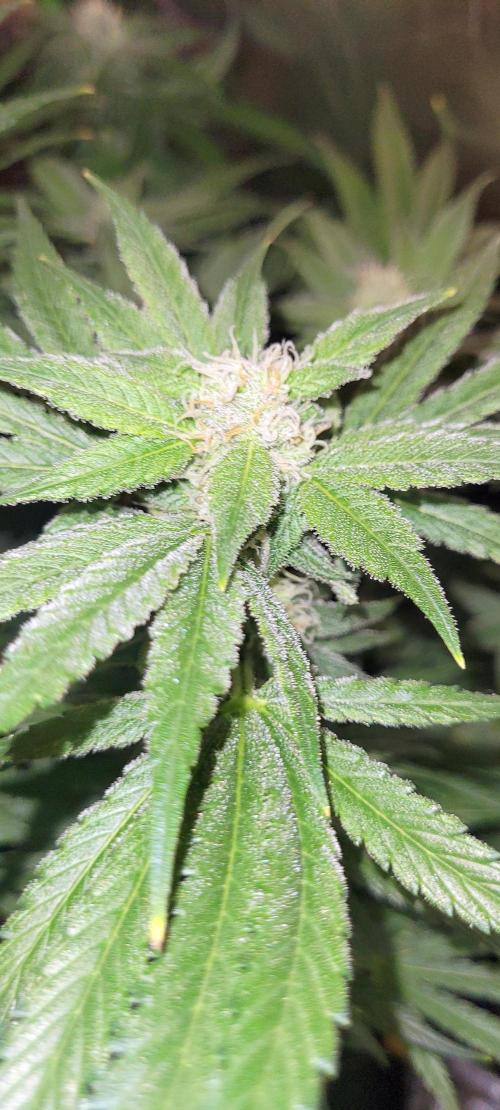 Yellowbeard's Hidden Stash. Week 12