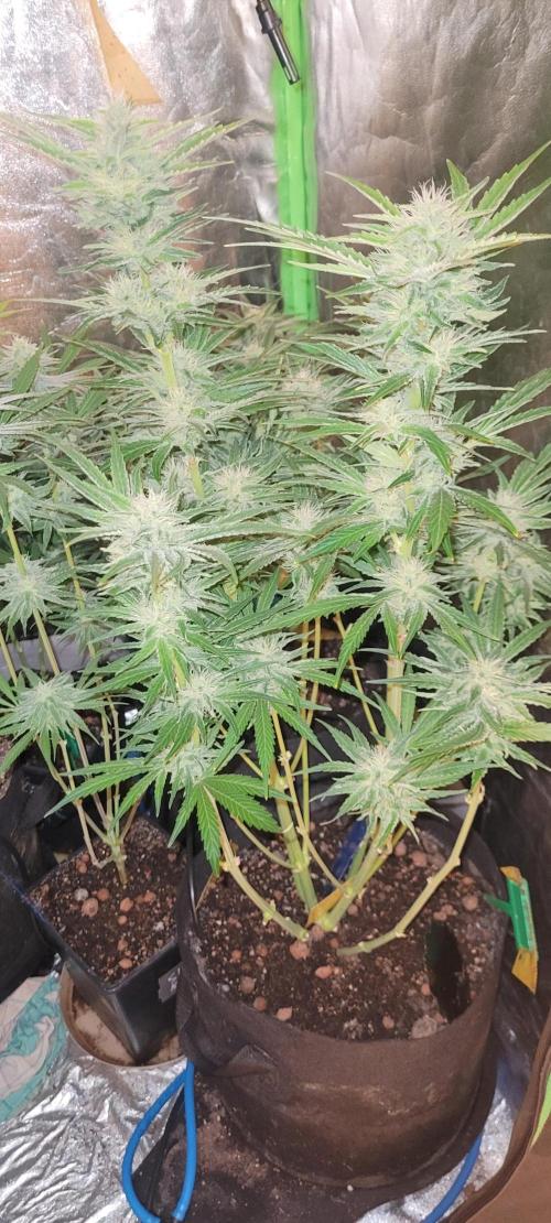 Smells like Terpvana. Week 12