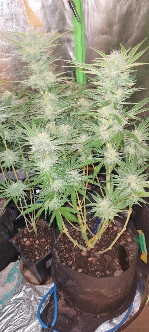 Smells like Terpvana. Week 12