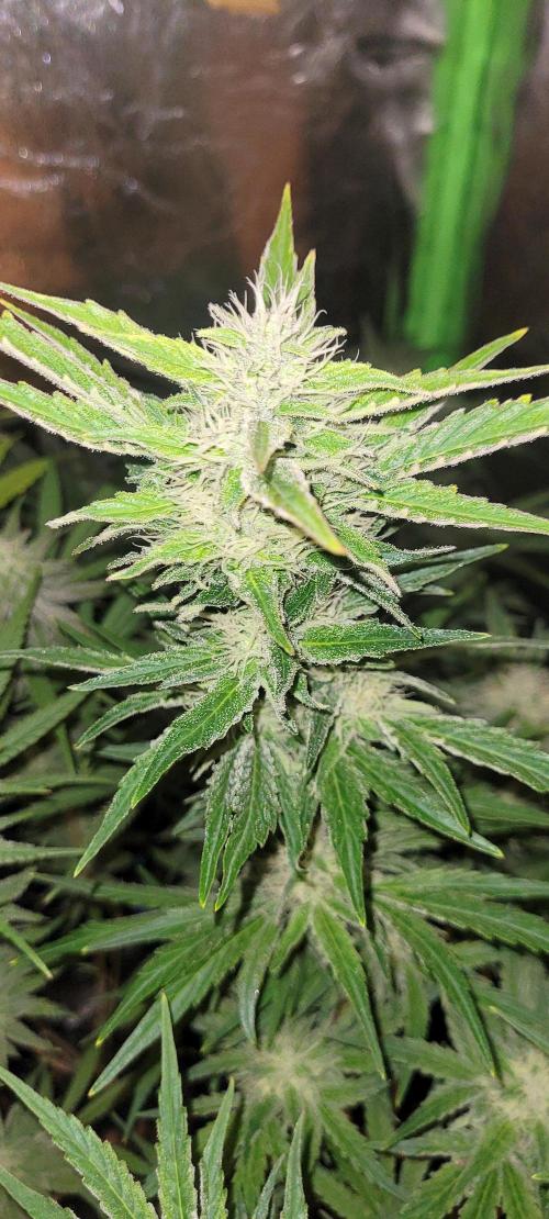 Smells like Terpvana. Week 12