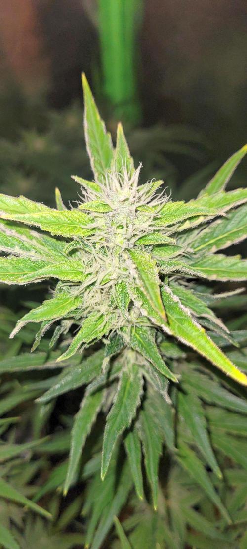 Smells like Terpvana. Week 12