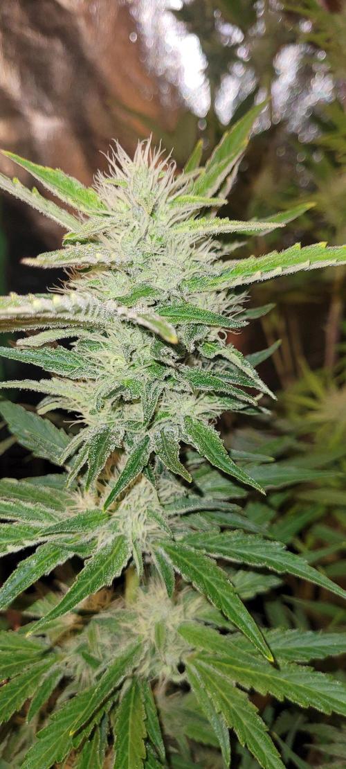 Smells like Terpvana. Week 12