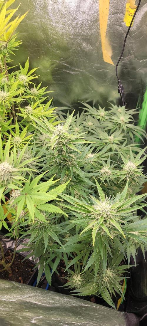 Smells like Terpvana. Week 12