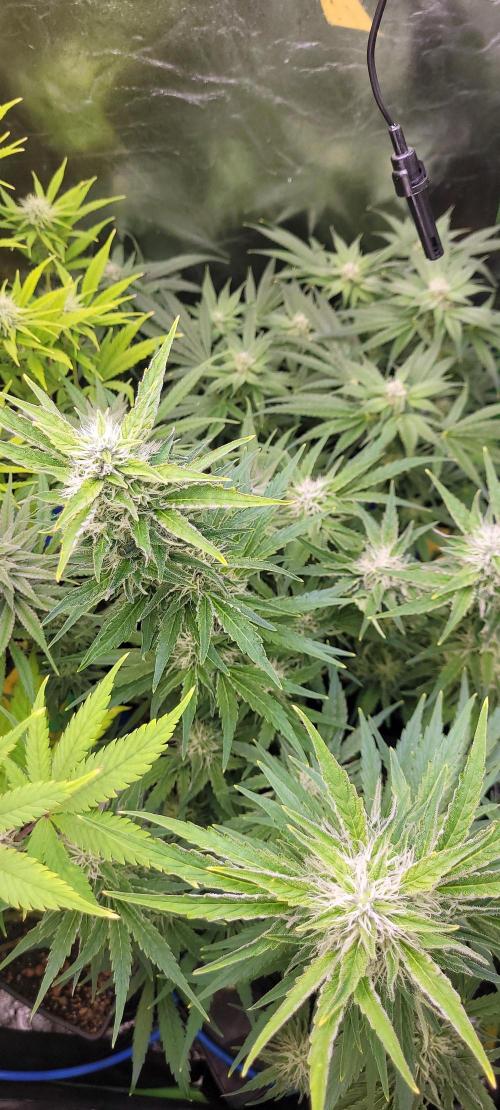 Smells like Terpvana. Week 12