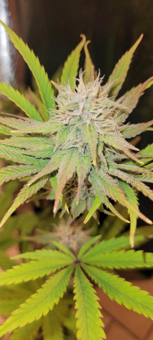 Dexter’s Growbroratory. Week 12