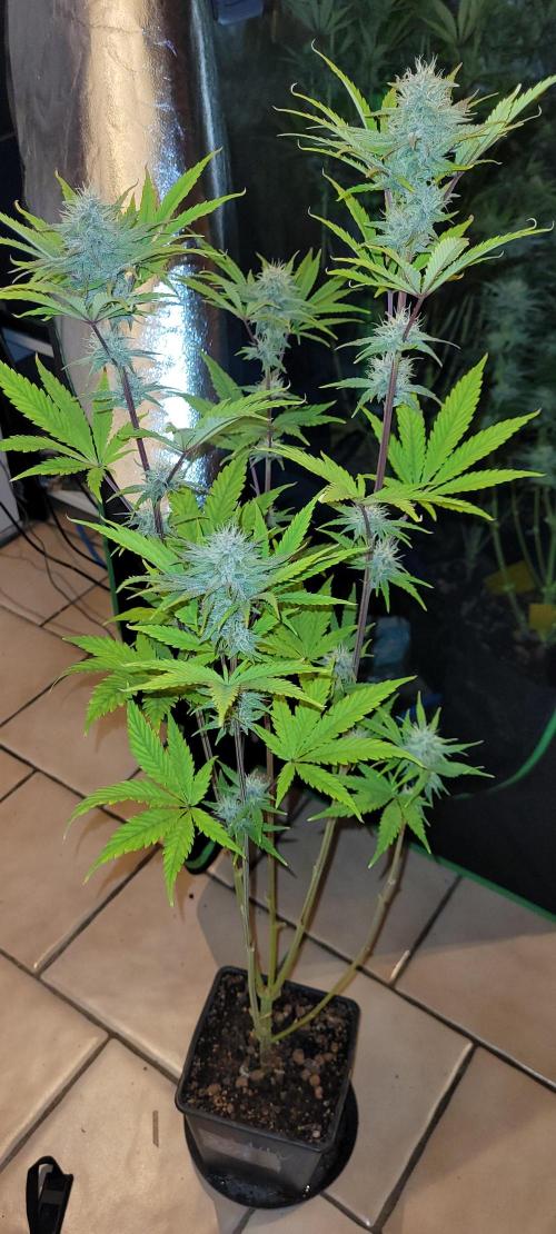 Dexter’s Growbroratory. Week 12