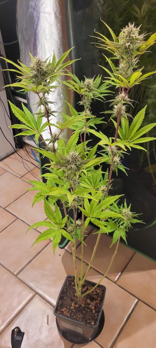 Dexter’s Growbroratory. Week 12