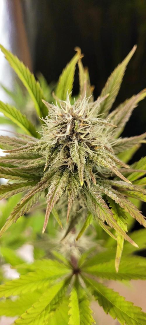 Dexter’s Growbroratory. Week 12