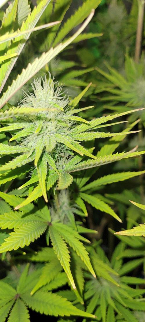 Dexter’s Growbroratory. Week 12