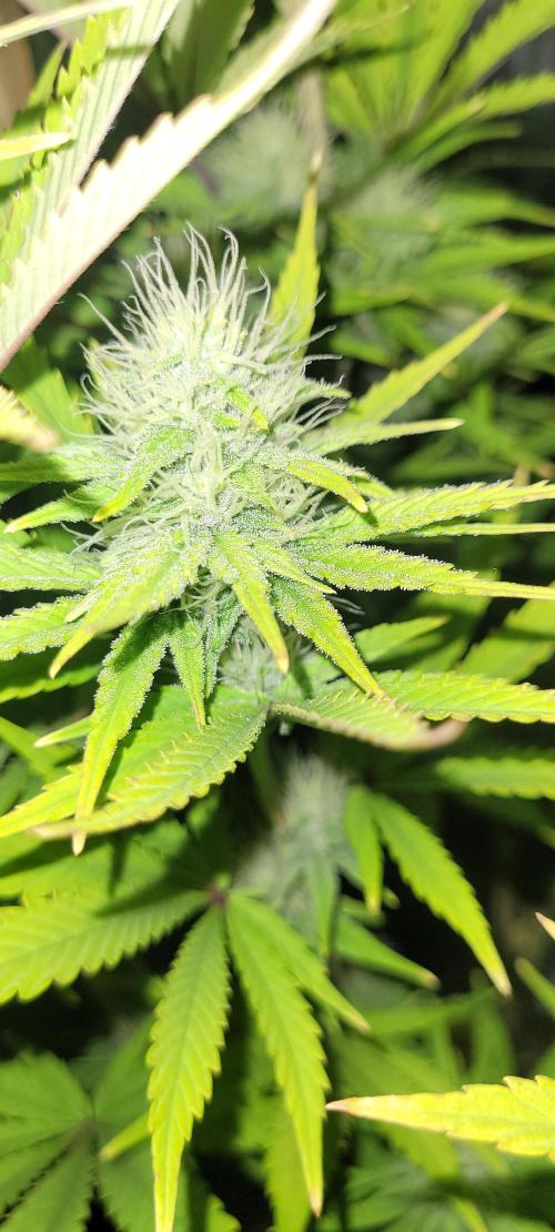 Dexter’s Growbroratory. Week 12