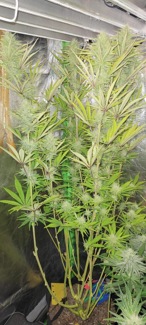 Dexter’s Growbroratory. Week 12