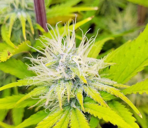 Dexter’s Growbroratory. Week 13 - Dee Dee (bottom)