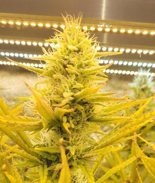 Dexter’s Growbroratory. Week 13 - Dee Dee (top)