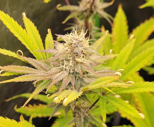 Dexter’s Growbroratory. Week 13 - Dexter