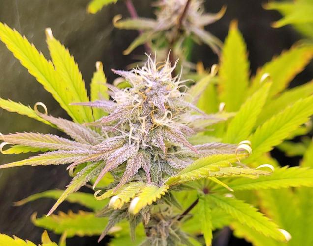 Dexter’s Growbroratory. Week 13 - Dexter