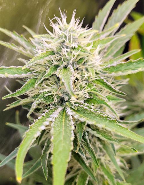 Smells like Terpvana. Week 13