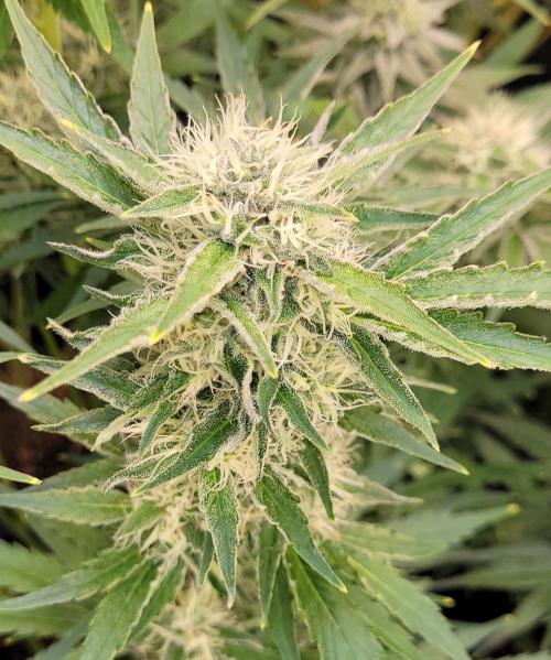 Smells like Terpvana. Week 13