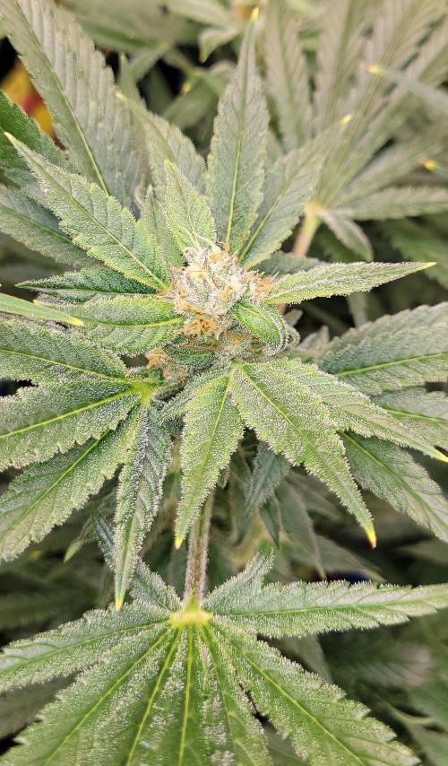 Yellowbeard's Hidden Stash. Week 13