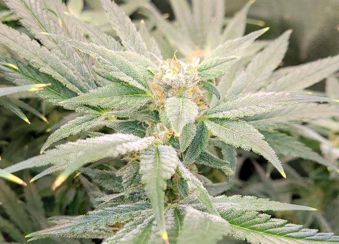 Yellowbeard's Hidden Stash. Week 13