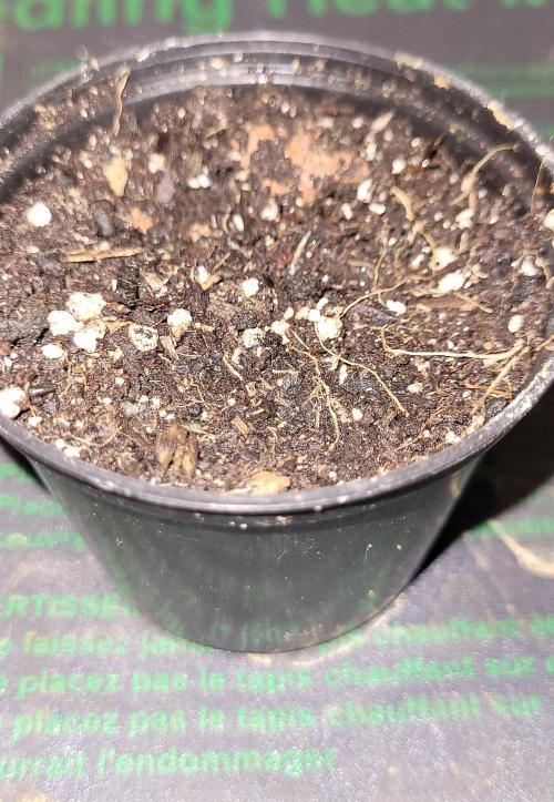 Holy Cow - Cred Jungle Punch. Week 0