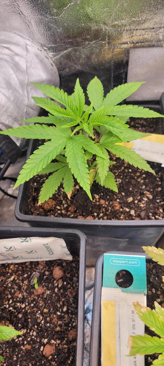 Attack on Trichomes. Week 5