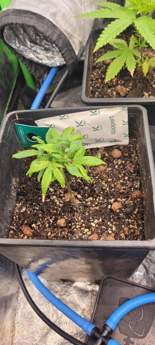 Retsuko's Afterwork Rage Run. Week 5