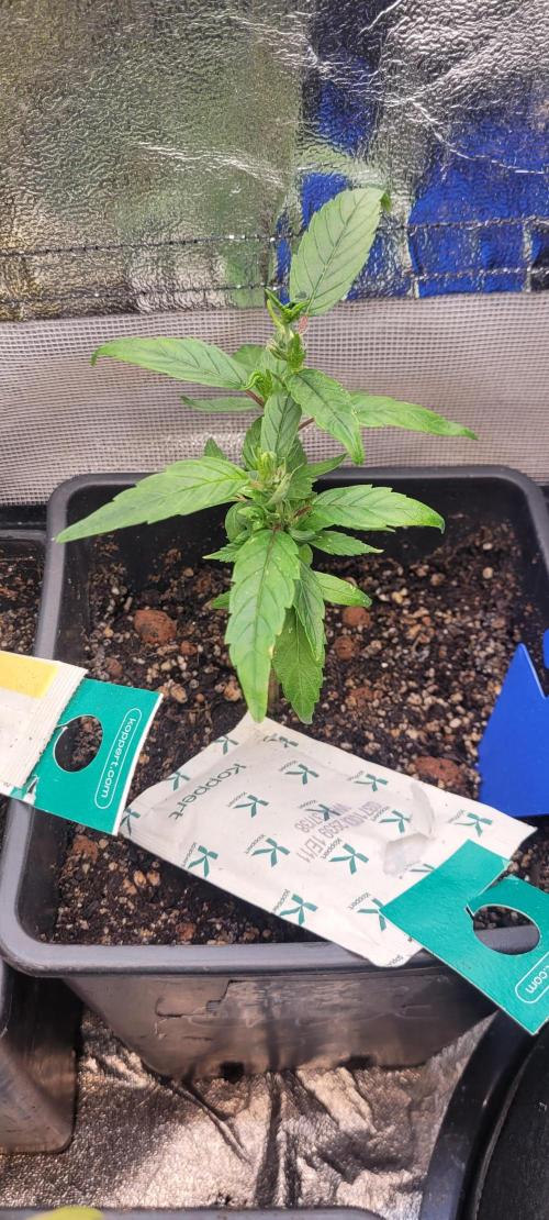 Retsuko's Afterwork Rage Run. Week 5