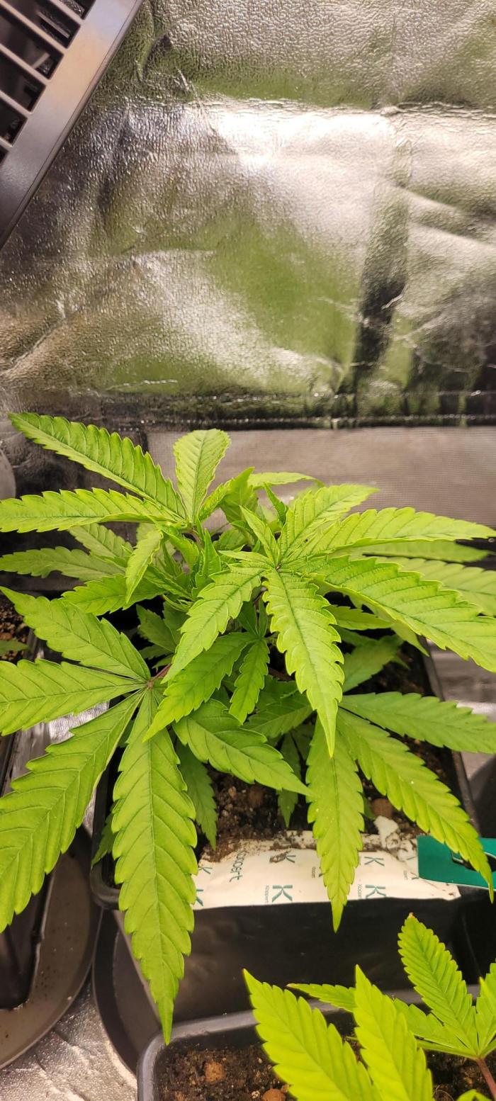 Attack on Trichomes. Week 6