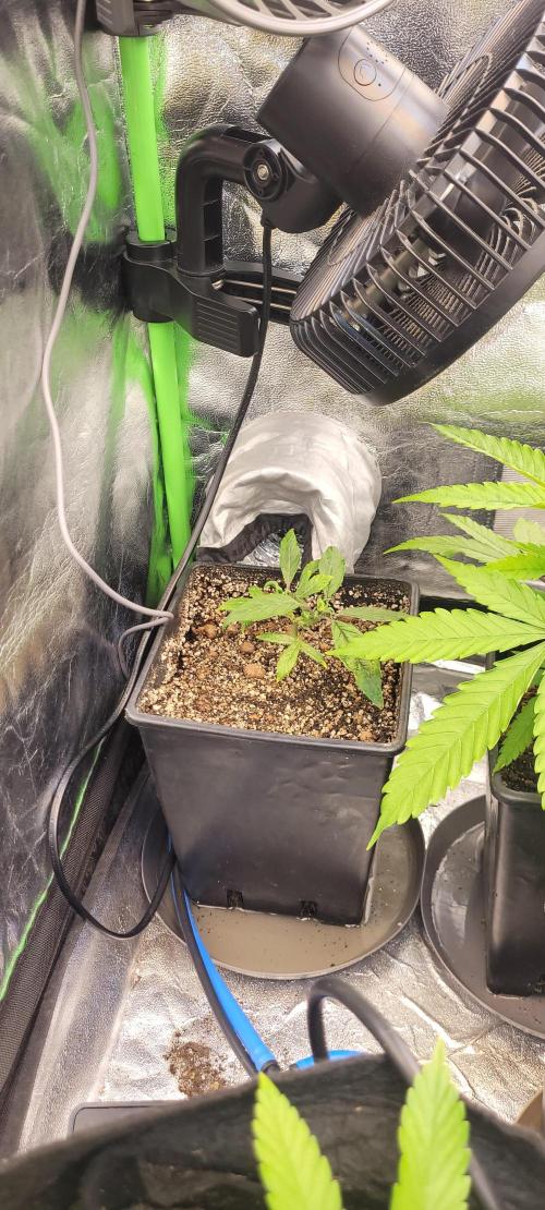 Retsuko's Afterwork Rage Run. Week 6