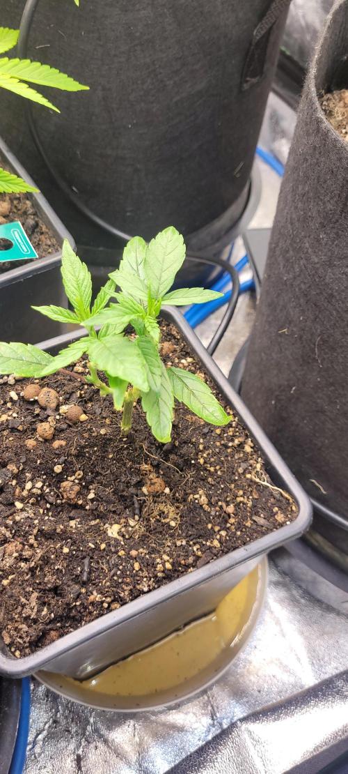 Retsuko's Afterwork Rage Run. Week 6