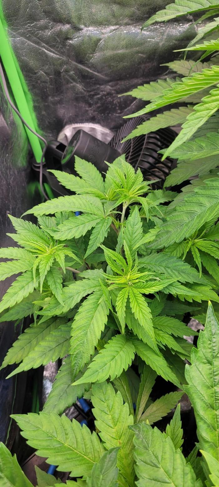 Attack on Trichomes. Week 7