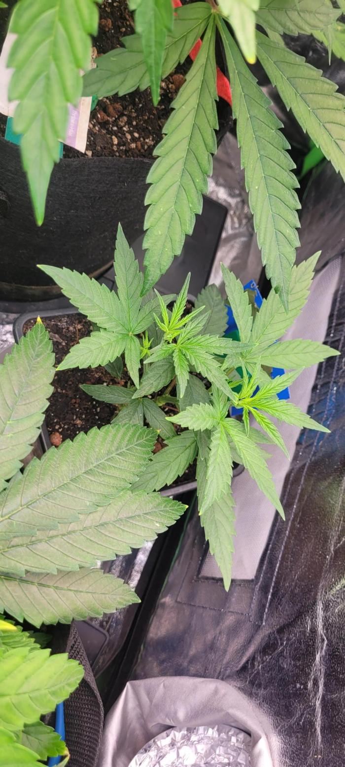 Retsuko's Afterwork Rage Run. Week 7