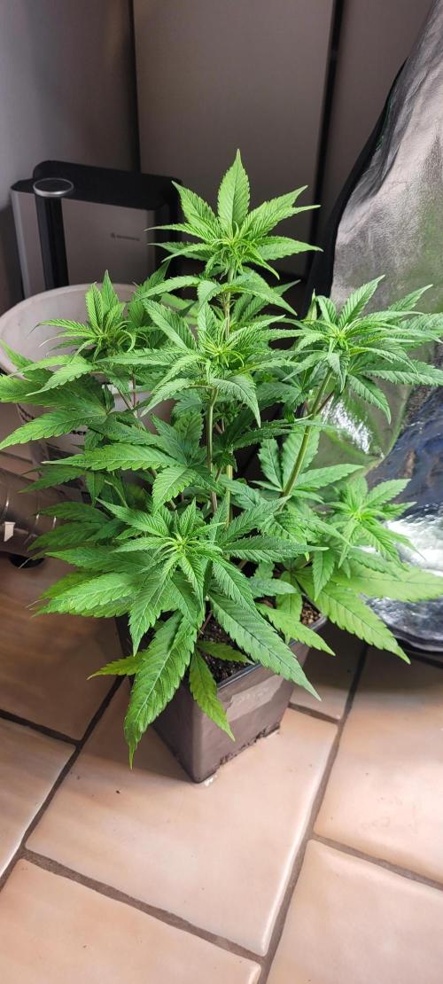 Attack on Trichomes. Week 8