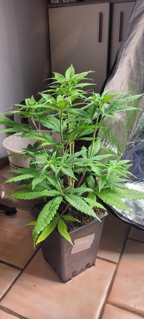 Attack on Trichomes. Week 8