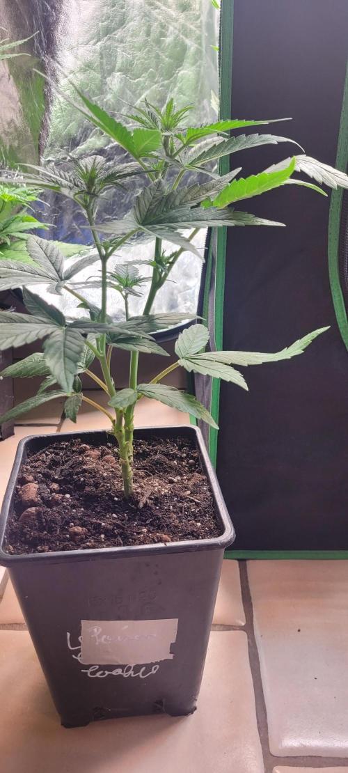 Retsuko's Afterwork Rage Run. Week 8