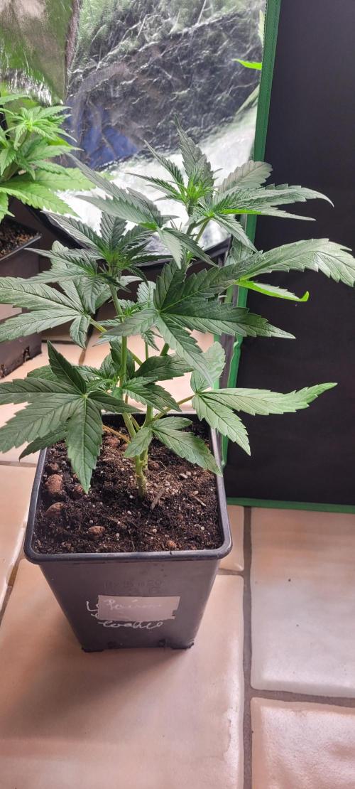 Retsuko's Afterwork Rage Run. Week 8