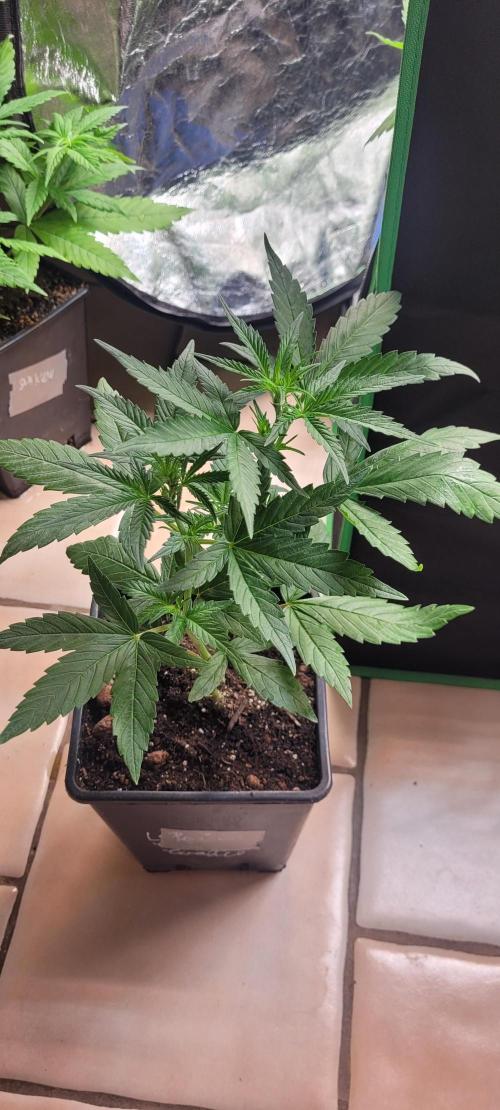 Retsuko's Afterwork Rage Run. Week 8