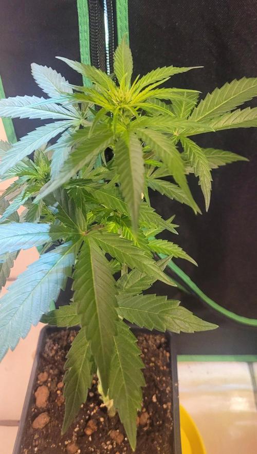 Retsuko's Afterwork Rage Run. Week 9