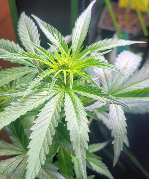 Retsuko's Afterwork Rage Run. Week 9