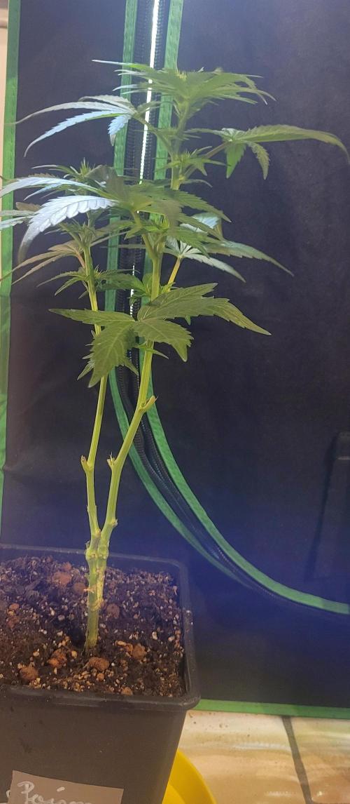 Retsuko's Afterwork Rage Run. Week 9