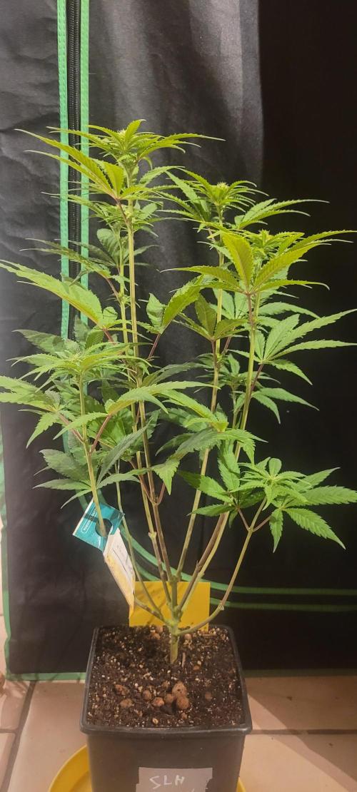 Attack on Trichomes. Week 9